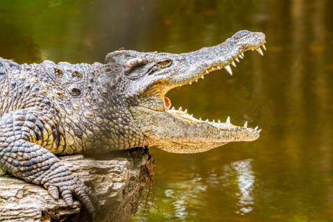 20 curiosidades sobre los cocodrilos ¿Conoce más? | Masscoti